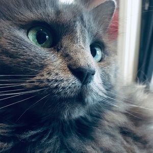 Meet your Posher, Nikki